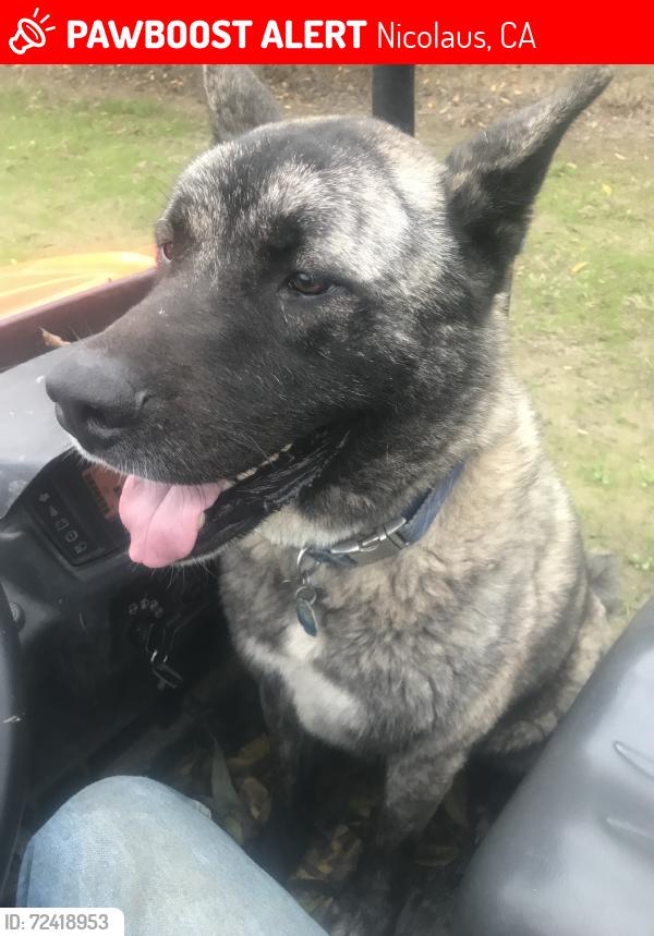 Lost Male Dog last seen Garden hwy and vernon rd, Nicolaus, CA 95659