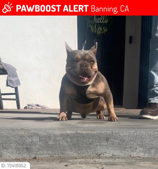 Lost Male Dog last seen Banning , Banning, CA 92220