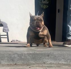 Lost Male Dog last seen Banning , Banning, CA 92220