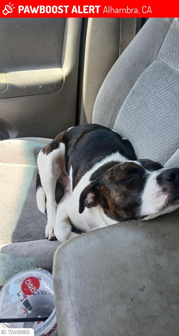 Lost Female Dog last seen Norwood and New, Alhambra, CA 91801