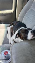 Lost Female Dog last seen Norwood and New, Alhambra, CA 91801