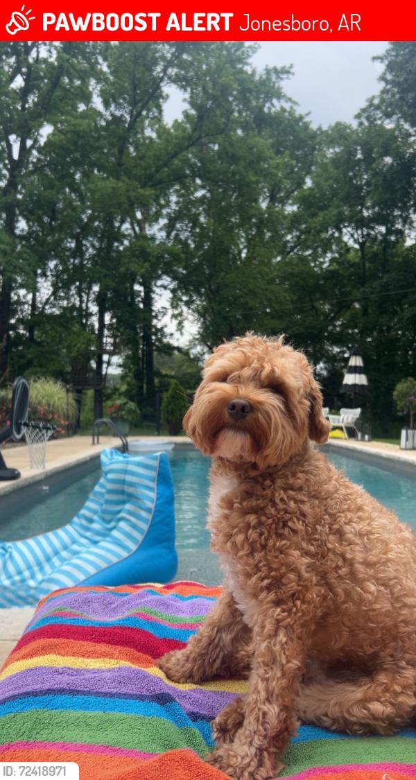 Lost Male Dog last seen Around Sage meadows, Jonesboro, AR 72401
