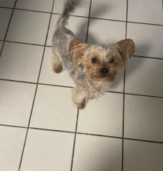 Lost Male Dog last seen Eagle Landing, Stockbridge, GA 30281