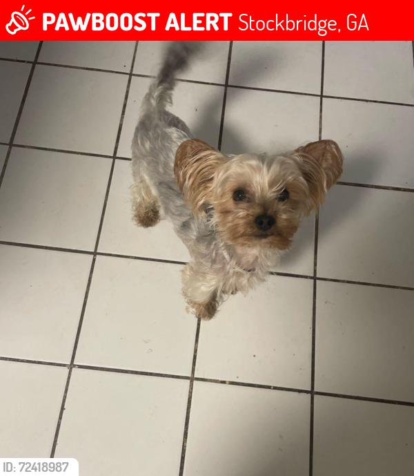 Lost Male Dog last seen Eagle Landing, Stockbridge, GA 30281