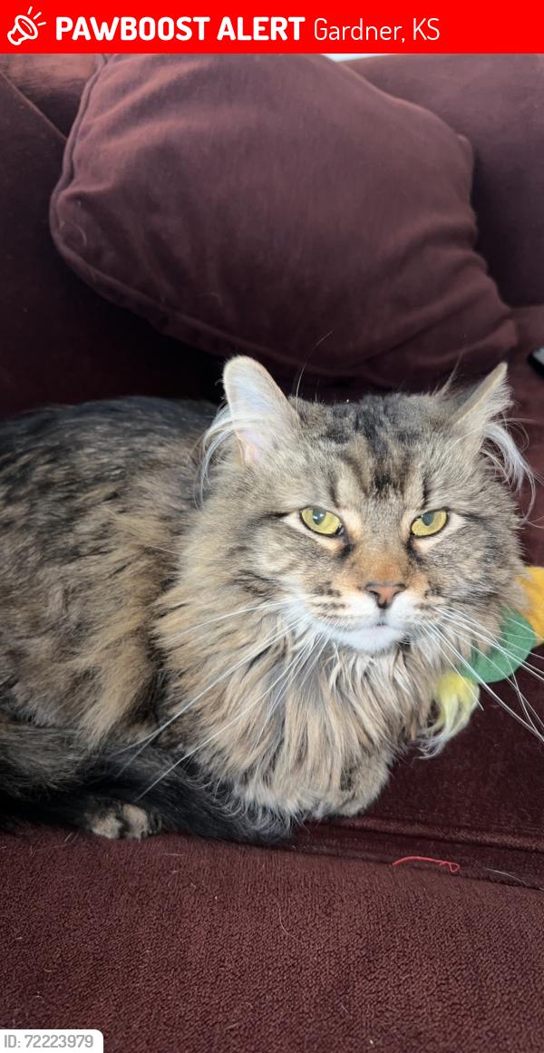 Lost Female Cat last seen Cherry ct and 186th st, Gardner, KS 66030