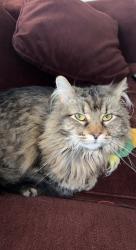 Lost Female Cat last seen Cherry ct and 186th st, Gardner, KS 66030