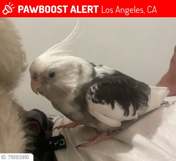 Lost Male Bird last seen Pacoima Park, Los Angeles, CA 91331