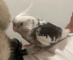 Lost Male Bird last seen Pacoima Park, Los Angeles, CA 91331