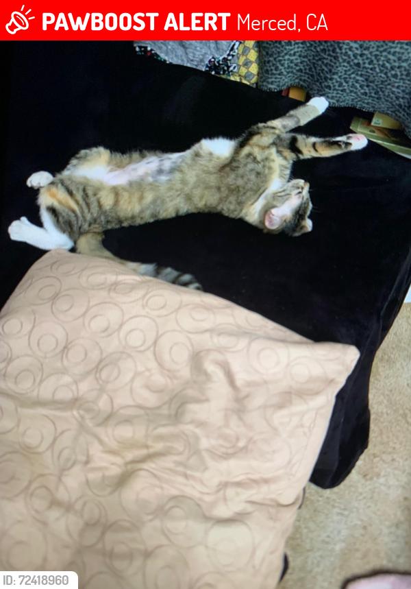 Lost Female Cat last seen At 3252 Alder Ave between Brookdale Dr & Teak Ave, Merced, CA 95340
