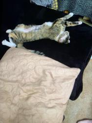 Lost Female Cat last seen At 3252 Alder Ave between Brookdale Dr & Teak Ave, Merced, CA 95340