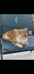 Lost Male Cat last seen Vernon , Los Angeles, CA 90007