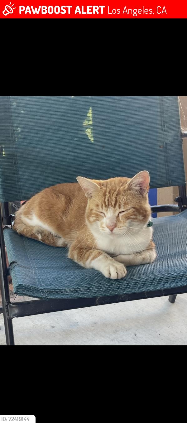 Lost Male Cat last seen Vernon , Los Angeles, CA 90007