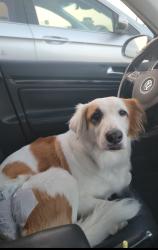Lost Female Dog last seen Near Lynch Drive by 287 service road, Alvord, TX 76225