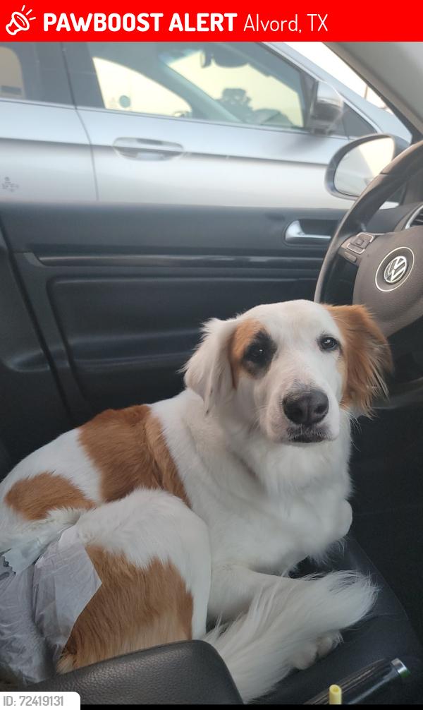 Lost Female Dog last seen Near Lynch Drive by 287 service road, Alvord, TX 76225