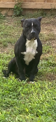 Lost Male Dog last seen Landis Street , Albemarle, NC 28001