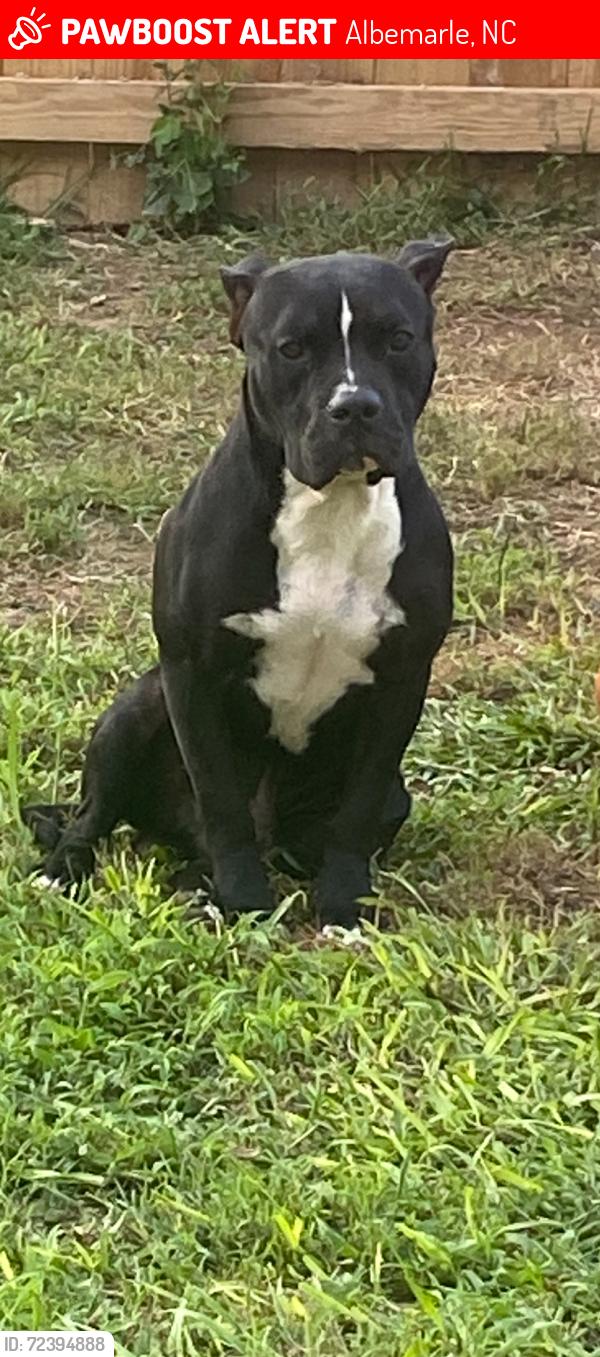 Lost Male Dog last seen Landis Street , Albemarle, NC 28001