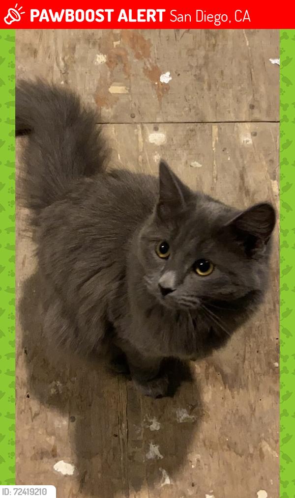 Lost Female Cat last seen Monroe ave and north ave, San Diego, CA 92116