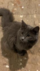 Lost Female Cat last seen Monroe ave and north ave, San Diego, CA 92116