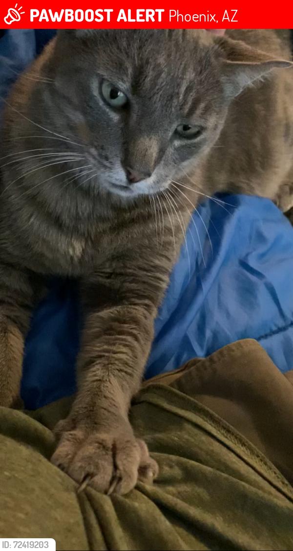 Lost Male Cat last seen Elara at Paradise Valley, Phoenix, AZ 85032