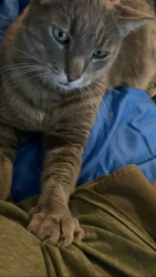 Lost Male Cat last seen Elara at Paradise Valley, Phoenix, AZ 85032