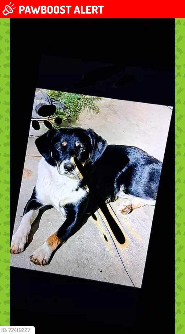 Lost Male Dog last seen perry creek winery somerset ca, El Dorado County, CA 95684
