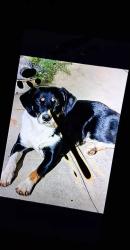 Lost Male Dog last seen perry creek winery somerset ca, El Dorado County, CA 95684