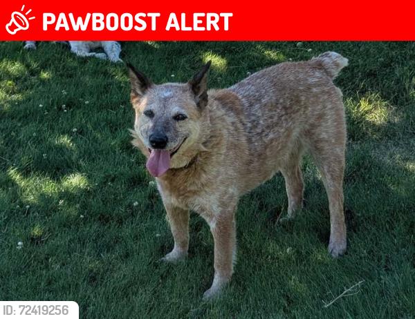 Lost Female Dog last seen Last seen running on Elk Chattaroy between Bruce & Tallman, Spokane County, WA 99003