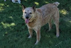 Lost Female Dog last seen Last seen running on Elk Chattaroy between Bruce & Tallman, Spokane County, WA 99003