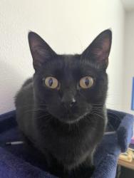 Lost Male Cat last seen W 8th and W Broadway in Meridian, Meridian, ID 83642