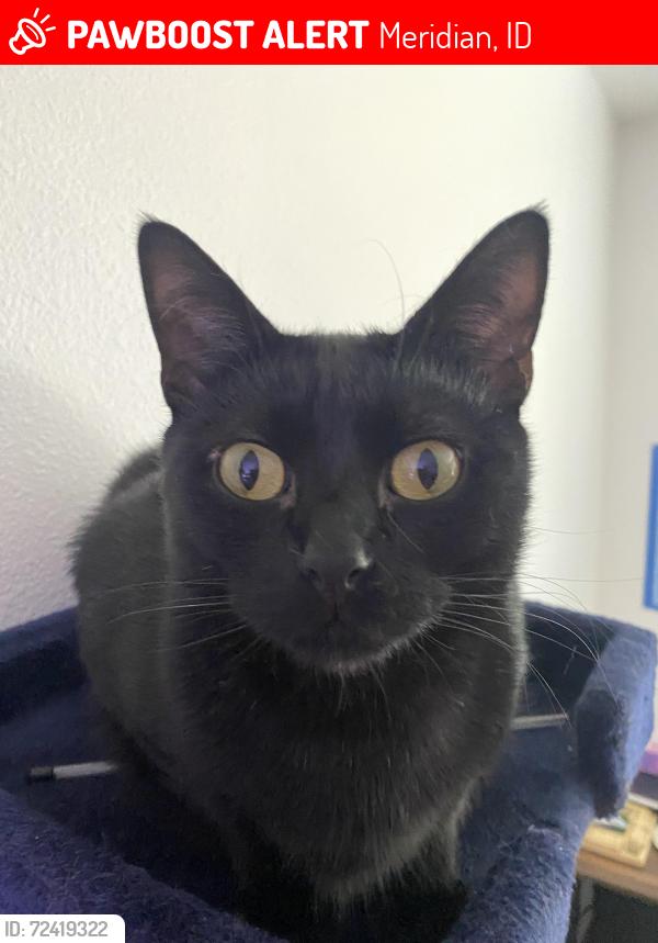 Lost Male Cat last seen W 8th and W Broadway in Meridian, Meridian, ID 83642