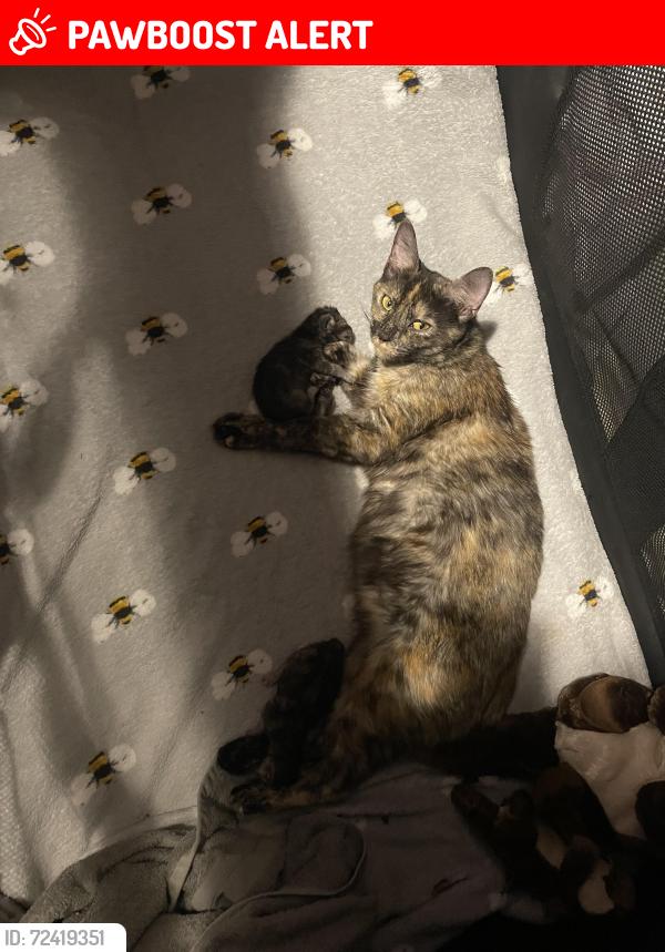 Lost Female Cat last seen Sidmouth , Devon, England EX10 9FG