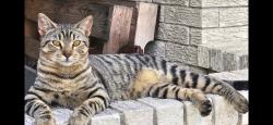 Lost Male Cat last seen Ave I near 12th & 13th streets, South Houston, TX 77587