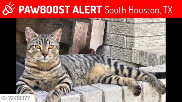 Lost Male Cat last seen Ave I near 12th & 13th streets, South Houston, TX 77587