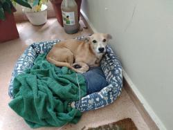Lost Male Dog last seen Carretera 180 , carretera 30, Gurabo, Gurabo 00778