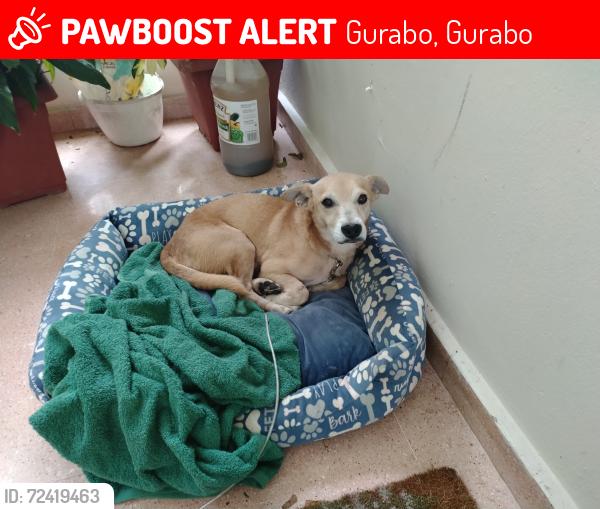 Lost Male Dog last seen Carretera 180 , carretera 30, Gurabo, Gurabo 00778