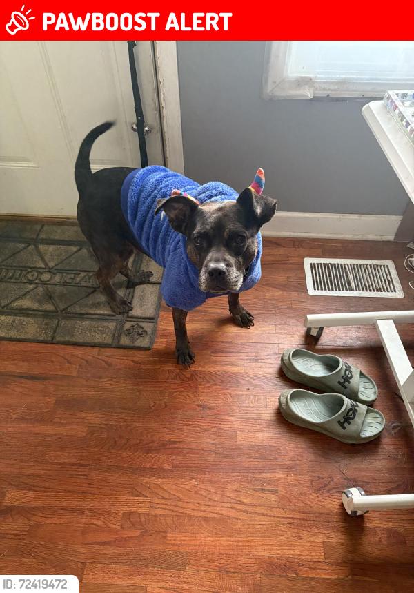 Lost Female Dog last seen Wheeler rd and Bloomtown rd, Saint Mary-of-the-Woods, IN 47876
