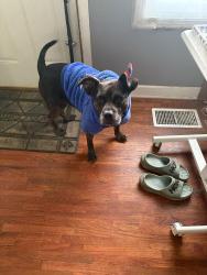Lost Female Dog last seen Wheeler rd and Bloomtown rd, Saint Mary-of-the-Woods, IN 47876