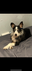 Lost Male Dog last seen Dukie Dr & La Posada, Brownsville, TX 78521