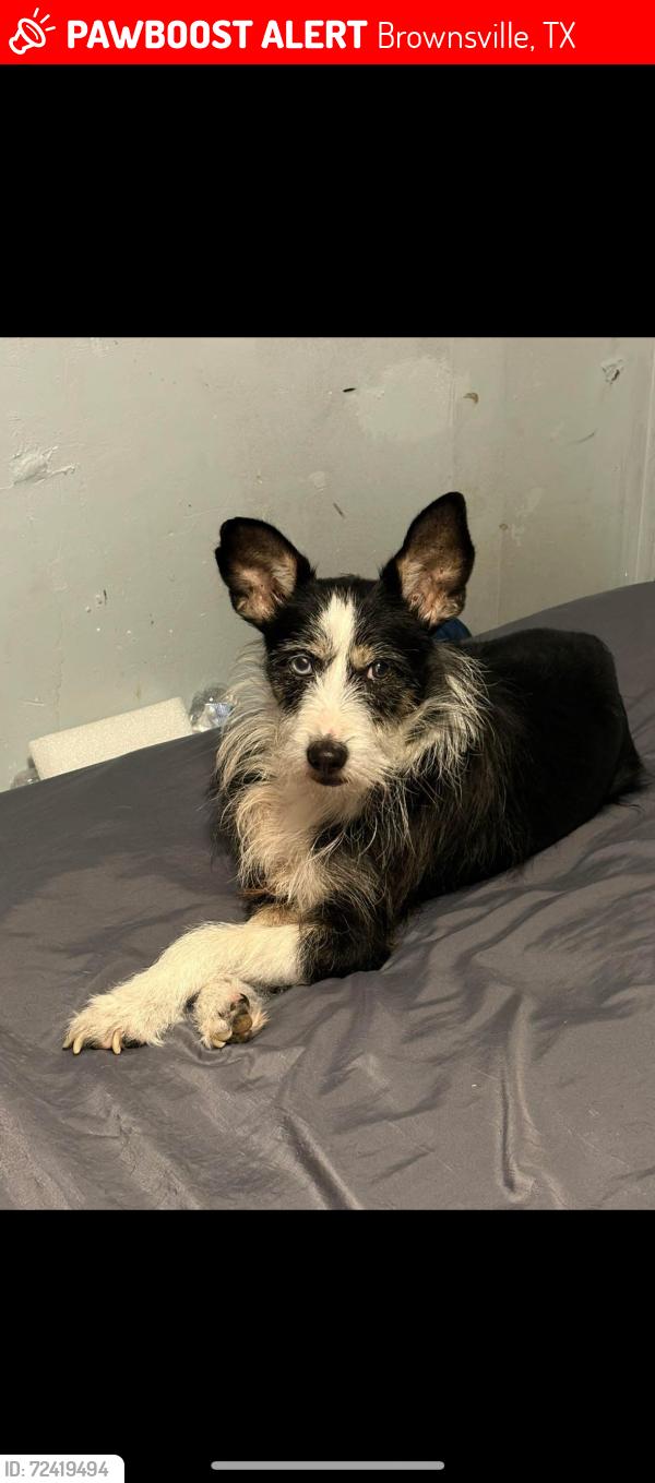 Lost Male Dog last seen Dukie Dr & La Posada, Brownsville, TX 78521