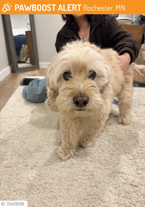 Found/Stray Unknown Dog last seen 5th Ave NE, Rochester, MN 55906