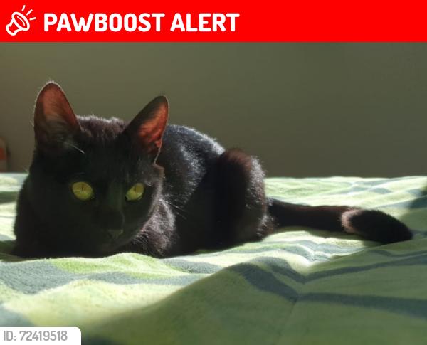 Lost Male Cat last seen Privada Deria, Autop. México - Pachuca, Hgo. 42191