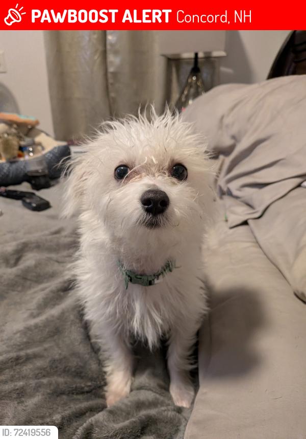 Lost Male Dog last seen Elm St and village St near Chiefs restaurant , Concord, NH 03303