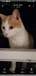 Lost Male Cat last seen Coliseum, New haven Ave, Fort Wayne, IN 46803