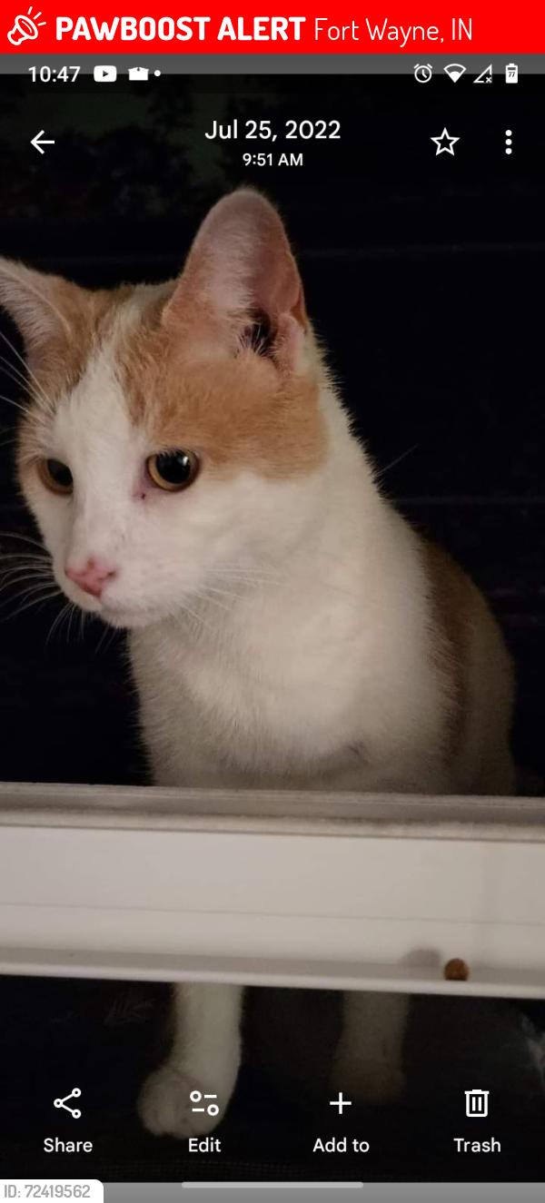 Lost Male Cat last seen Coliseum, New haven Ave, Fort Wayne, IN 46803