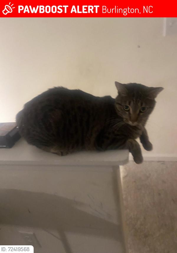 Lost Male Cat last seen Brassfield Dr and Thicket Dr, Burlington, NC 27217