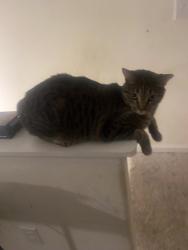 Lost Male Cat last seen Brassfield Dr and Thicket Dr, Burlington, NC 27217
