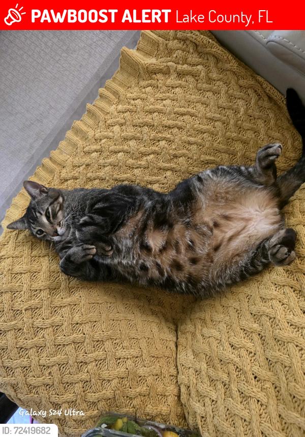 Lost Female Cat last seen Winter Road in Gourde Neck Springs community, Lake County, FL 34756