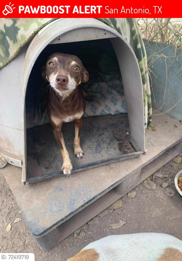 Lost Female Dog last seen Division, San Antonio, TX 78225