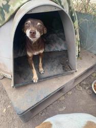 Lost Female Dog last seen Division, San Antonio, TX 78225