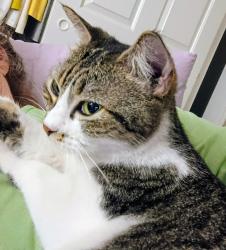 Lost Female Cat last seen Winkler & apmt complex The Lakes @ College Pkwy , Fort Myers, FL 33919